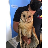 Sanctuary Animales Silvestres logo - Similar company to Fundación De Intervenciones En Salud Asistidas Por Animales - Fisaa