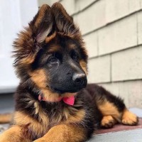 German Shepherd Lovers logo - Similar company to German Shepherd Dogs