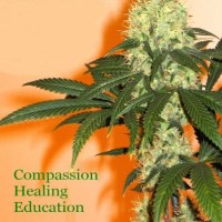 American Alliance for Medical Cannabis logo - Similar company to Kdsgreen-Cannabis Executive Search