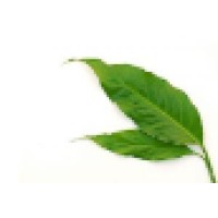 Psychotherapy Associates of North Reading and Amesbury logo - Similar company to D. Kent Consulting Group, Llc