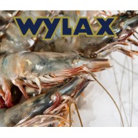 Wylax B.V.