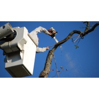 Twin City Tree Service logo - Similar company to Tristate Home Services