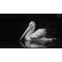 Pelican Global Group