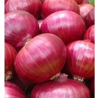 Kumar Agro Product logo - Similar company to Inner Onion