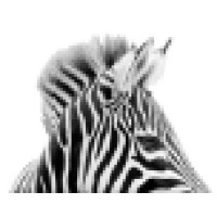 Zebra Nyc