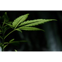 Cannabis 101 logo - Similar company to Overland-Tandberg Emea