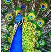 Peacock Print Co logo - Similar company to Identity Works, Inc.