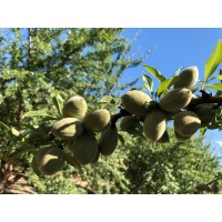 Green Orchards Trading Dubai DMCC logo - Similar company to Hubooking Dmcc Dubai Uae