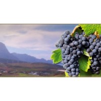 BODEGAS VIEJO ANTON logo - Similar company to Bodegas Rubicón