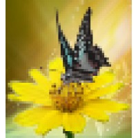 Flutter Butter Web Design