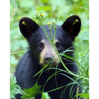 Appalachian Bear Rescue logo - Similar company to Acting Globally