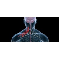 Association Suisse en faveur des personnes atteintes d'une lésion du plexus brachial logo - Similar company to Isaac Francophone