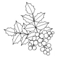 Mahonia Northwest