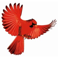 Cardinal Fasteners logo - Similar company to Great Lakes Fasteners, Inc.