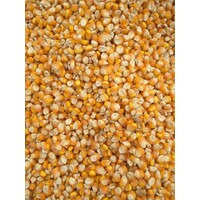 cheap yellow corn logo - Similar company to Maize Suppliers