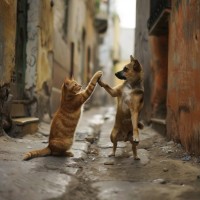 L{One Paw}S logo - Similar company to Xrevolution Technologies