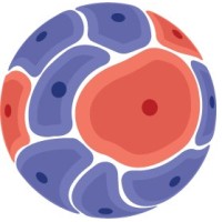 IMMUNO-model COST ACTION logo - Similar company to Network For Optimizing Adoptive T Cell Therapy (T-Op)