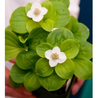 Department of Plant and Microbial Biology logo - Similar company to N.C. Plant Sciences Initiative