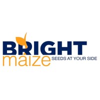 Bright Maize