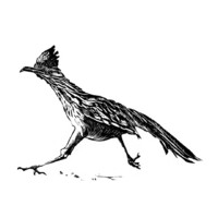 The Roadrunner Review