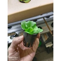 101 Hydroponics logo - Similar company to Braga Farms