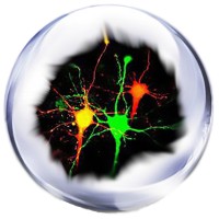 Synapse Iq
