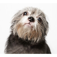 Humane Society of New York logo - Similar company to Norb Lighting, Llc