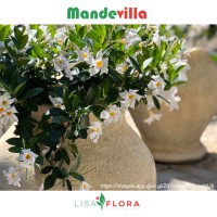 Lisa Flora