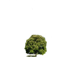 Broom Tree General Dealers Company Limited logo - Similar company to Leafinator