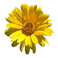 #FrühlingBrigGlis logo - Similar company to Limmatelier Zürich - Team Events I Seminarraum | Team Building
