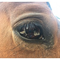 Leadership On Horse Trails