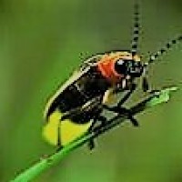 Fire-Beetle (Pyrophorus Noctiluca) Inc logo - Similar company to Boz Life Science Research And Teaching Institute