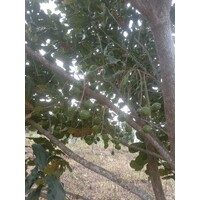 Sunshine Macadamia Cooperative farm logo - Similar company to Inspection Systems