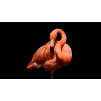 Flamingo Communications logo - Similar company to Flamingo Communications