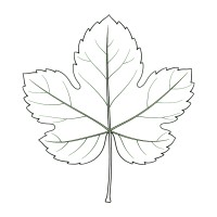 Onvine Copywriting