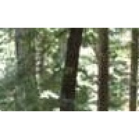 Tree Ring Productions