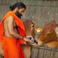 Patanjali Dairy logo - Similar company to Patanjali Herbal Research Division