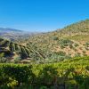 Casa d'Arrochella - Vinhos & Azeites do Douro logo - Similar company to Terrapampa Azeites
