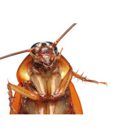 Tanler Termite And Pest Control logo - Similar company to Get Goins Pest Control