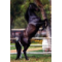 Black Horse Advisors logo - Similar company to Soravine Advisors