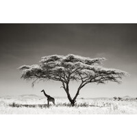 Acacia Shade