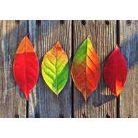 Life Coaching Praktijk Hoffmann
