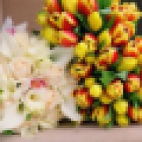 Il Tulipano