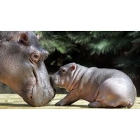 SAVE THE ANIMALS logo - Similar company to Animal Ethics