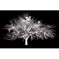 Cypress International, Inc.