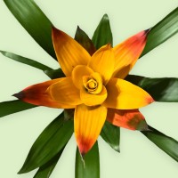 Bromelia logo - Similar company to Eliis Education Software