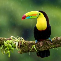 Costa Rica Adventure for the Climate Curious logo - Similar company to Forefront Design