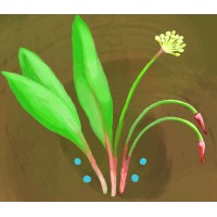 Wild Onion Play Collective logo - Similar company to Chicago Bird Alliance