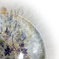 Solanum logo - Similar company to Larrey