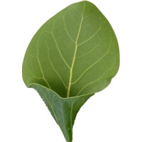 ButterCup logo - Similar company to Mercury Designs